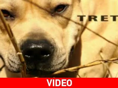 Ο σκύλος που κάνει… παρκούρ